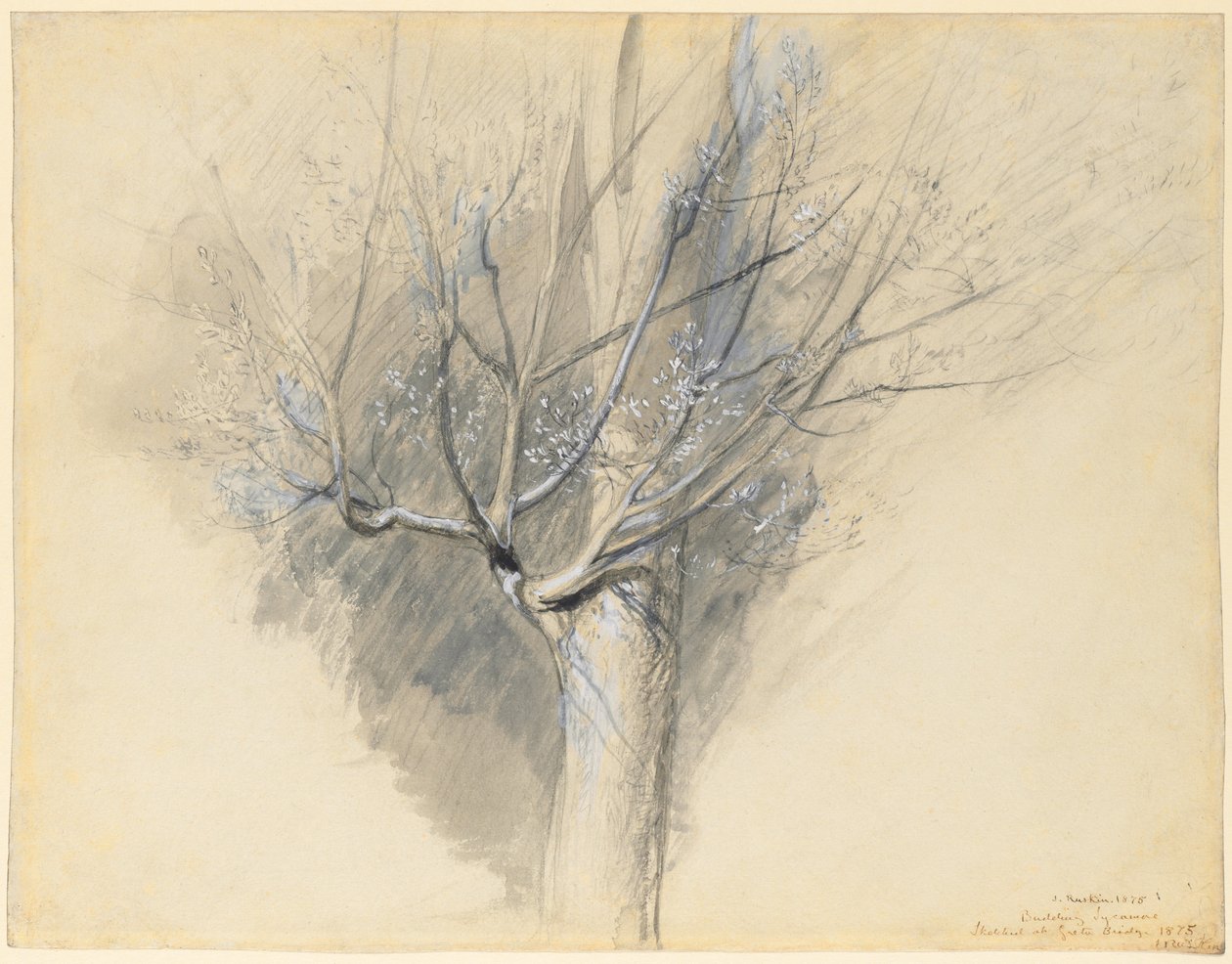 Budding Sycamore, c. 1876. od John Ruskin