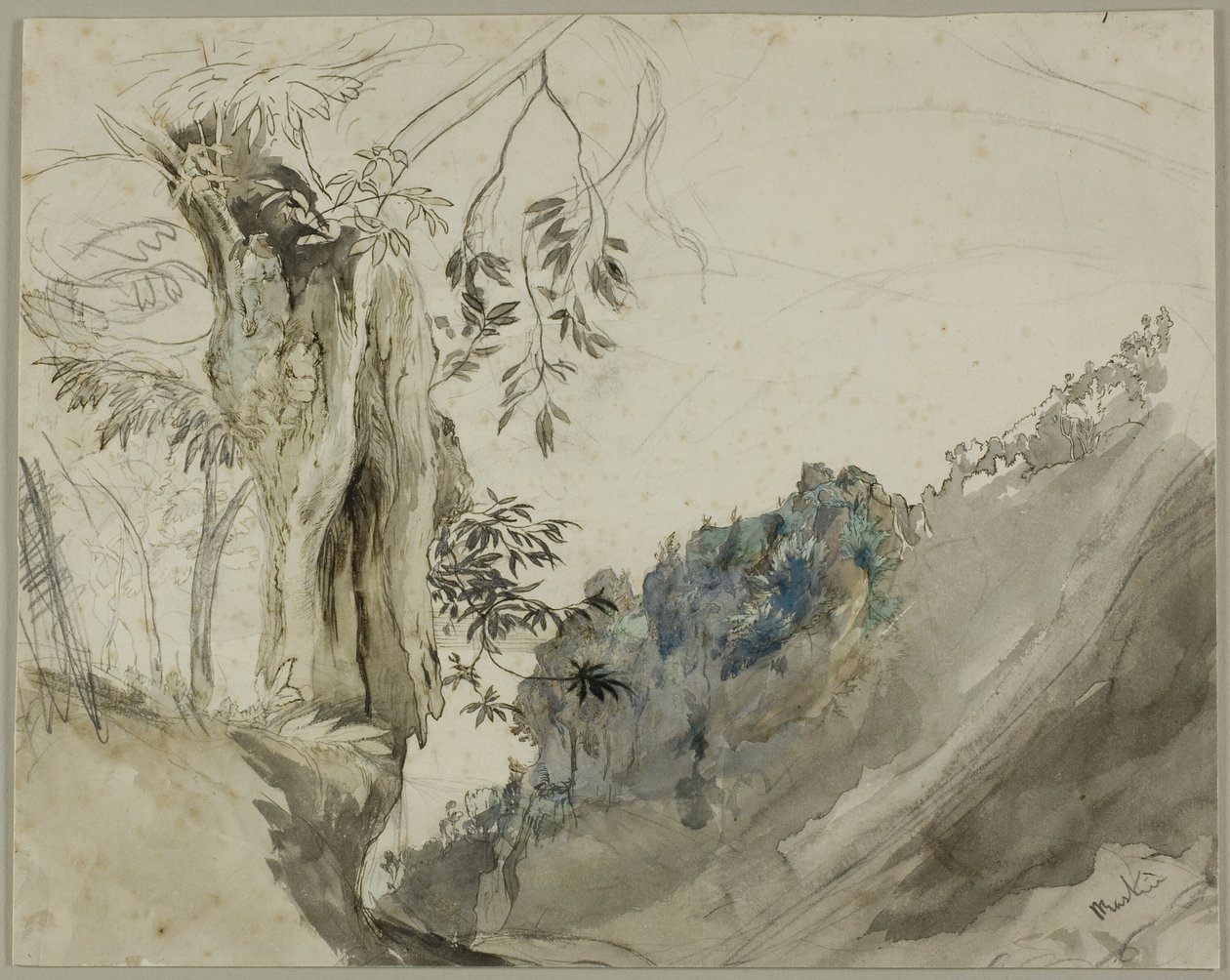 Španělský kaštan od John Ruskin