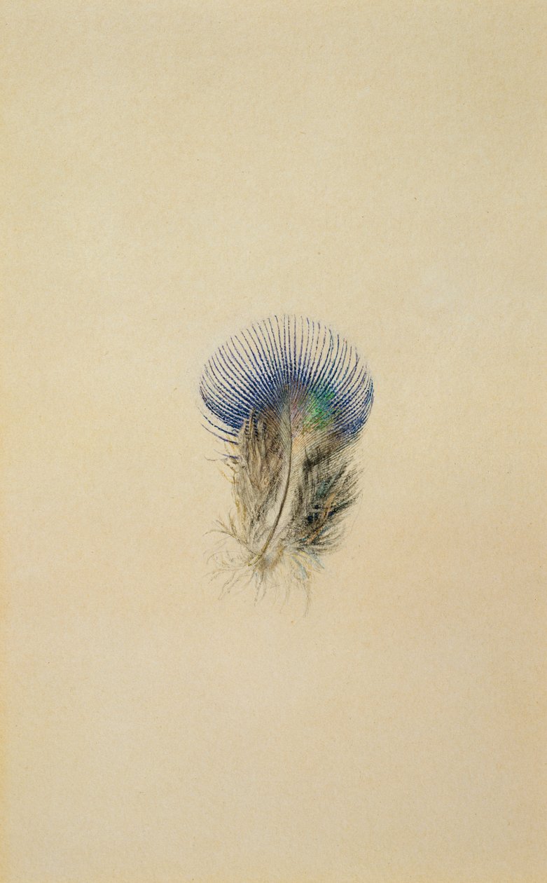 Studie o pavím peru, 1873 od John Ruskin