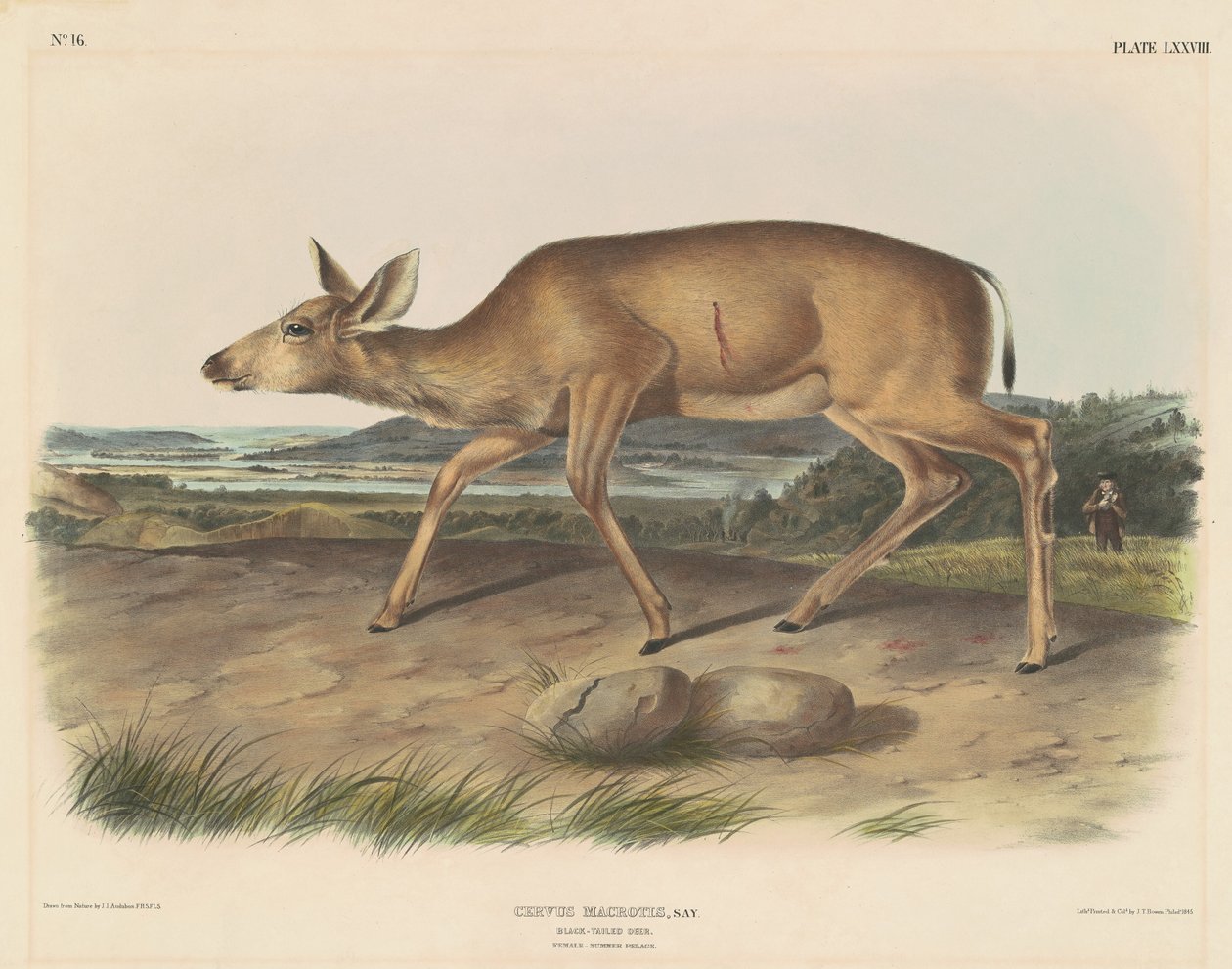 Jelen černoocasý od John T. Bowen, after John James Audubon