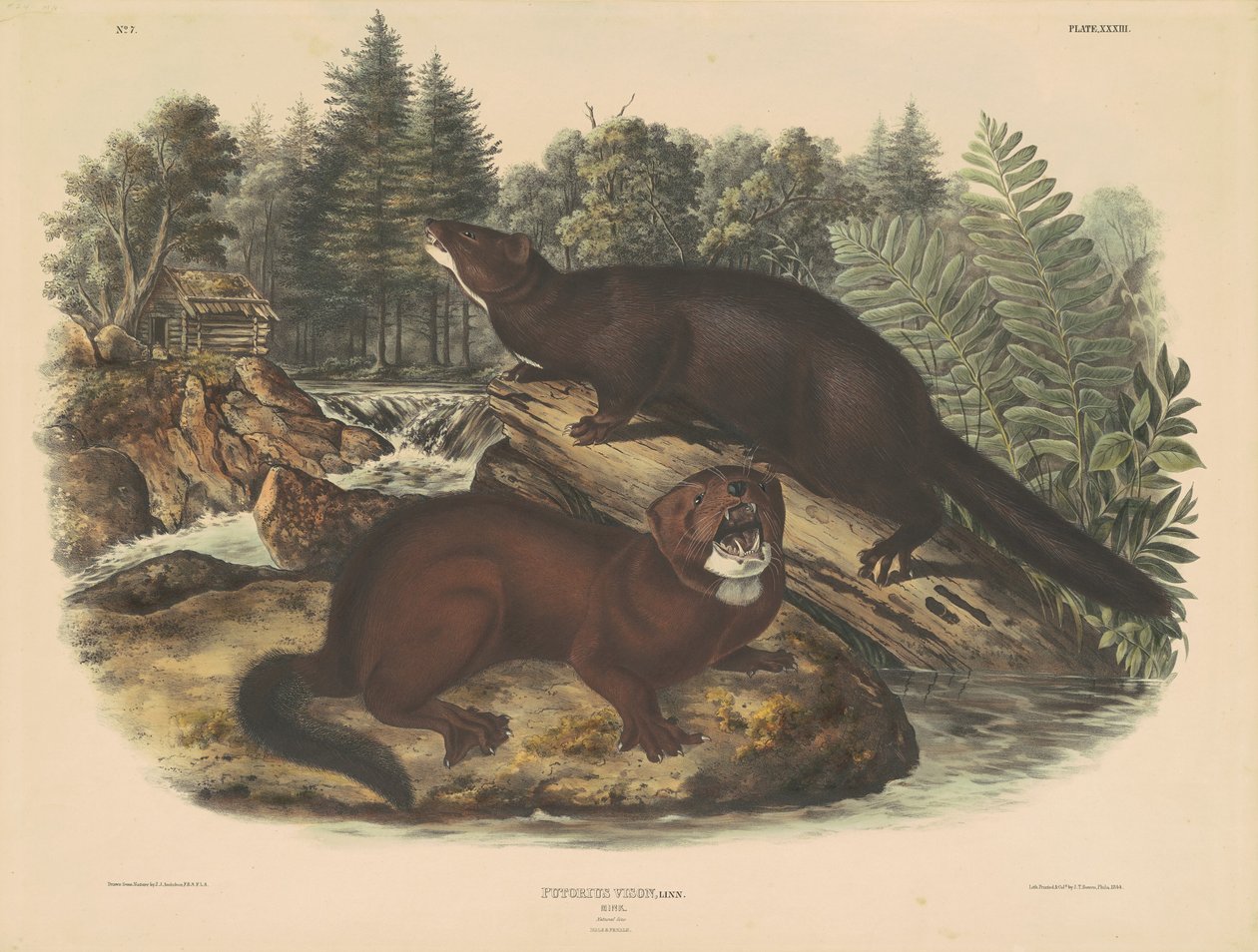 Norek od John T. Bowen, after John James Audubon