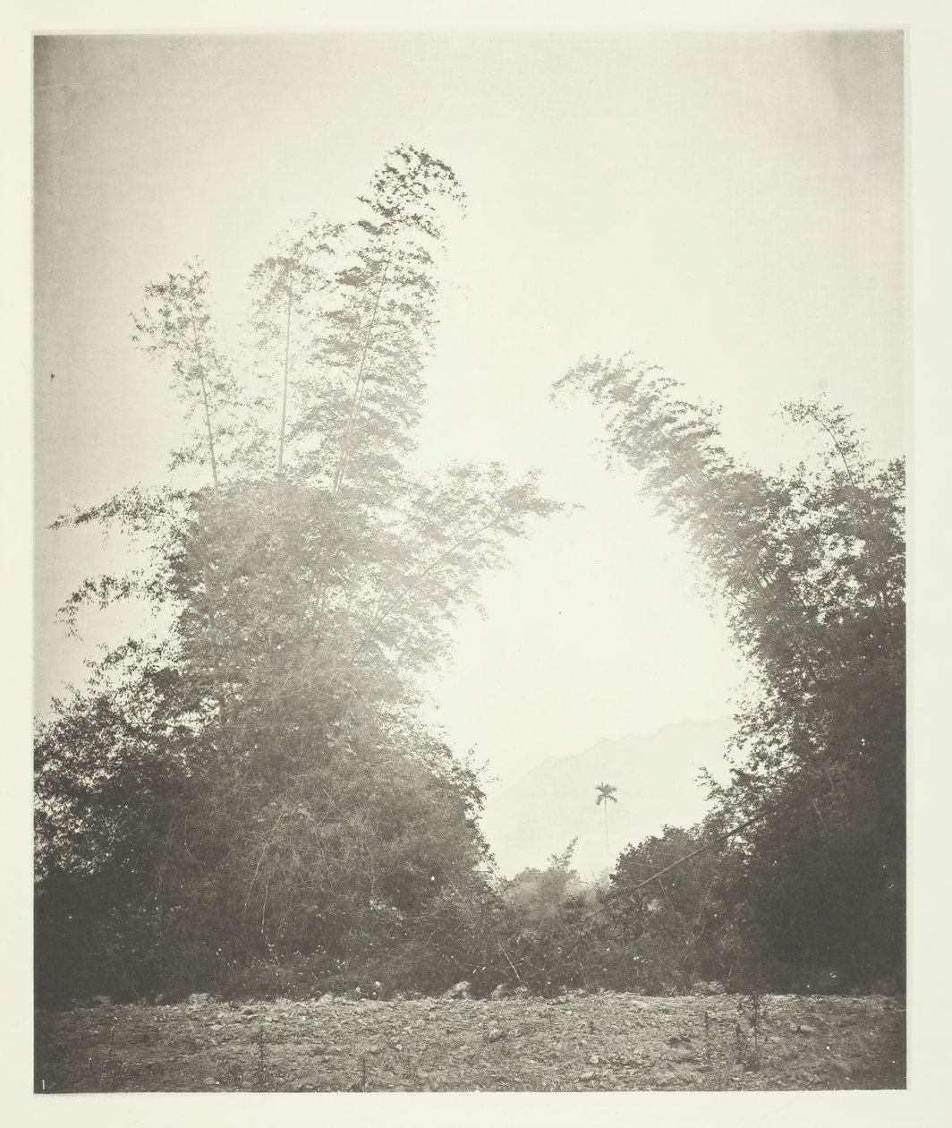 Bamboos and Baksa, Formosa, c. 1868. od John Thomson
