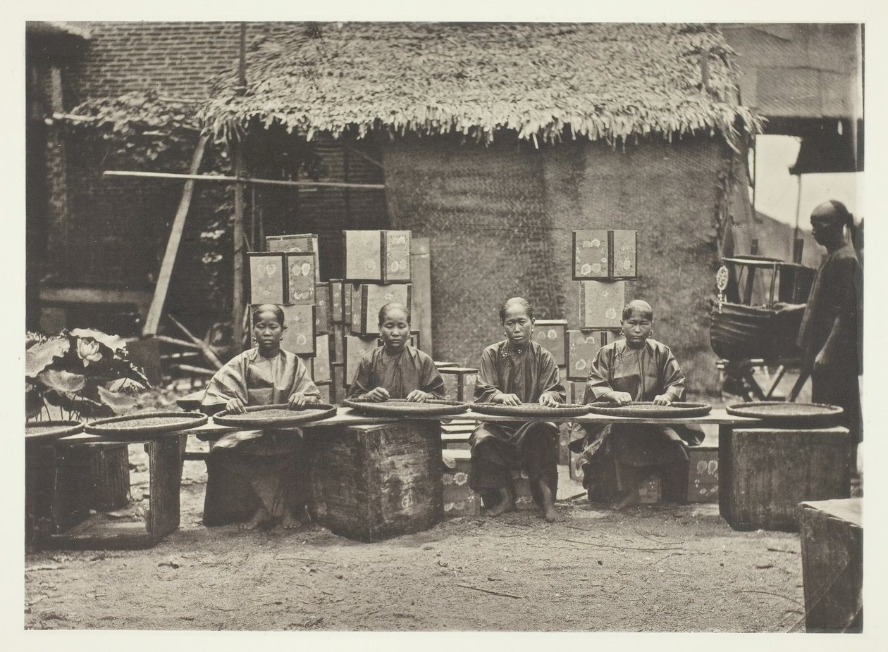 Sběr čaje v Kantonu, c. 1868. od John Thomson
