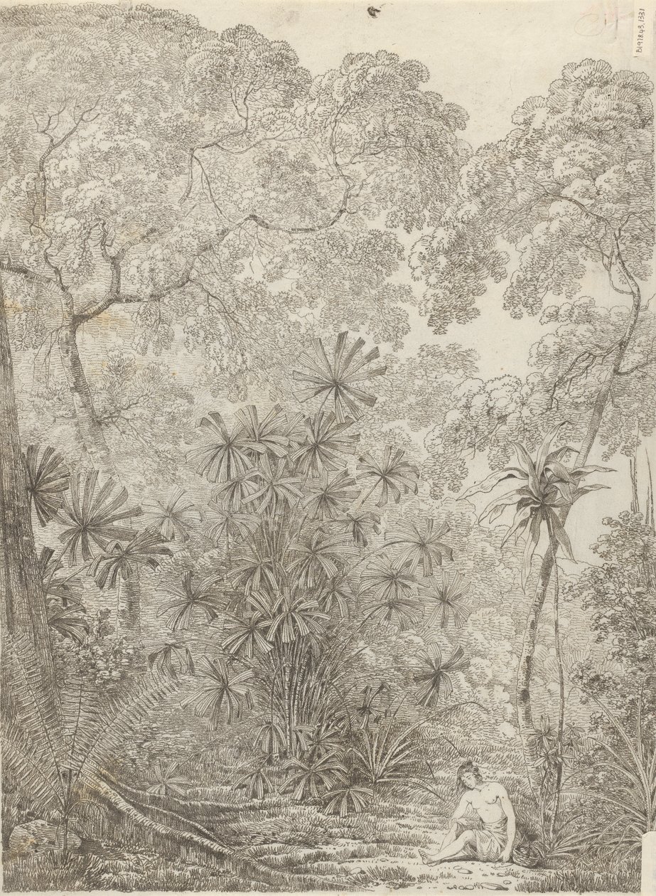 Fan Palm of Krakatoa od John Webber
