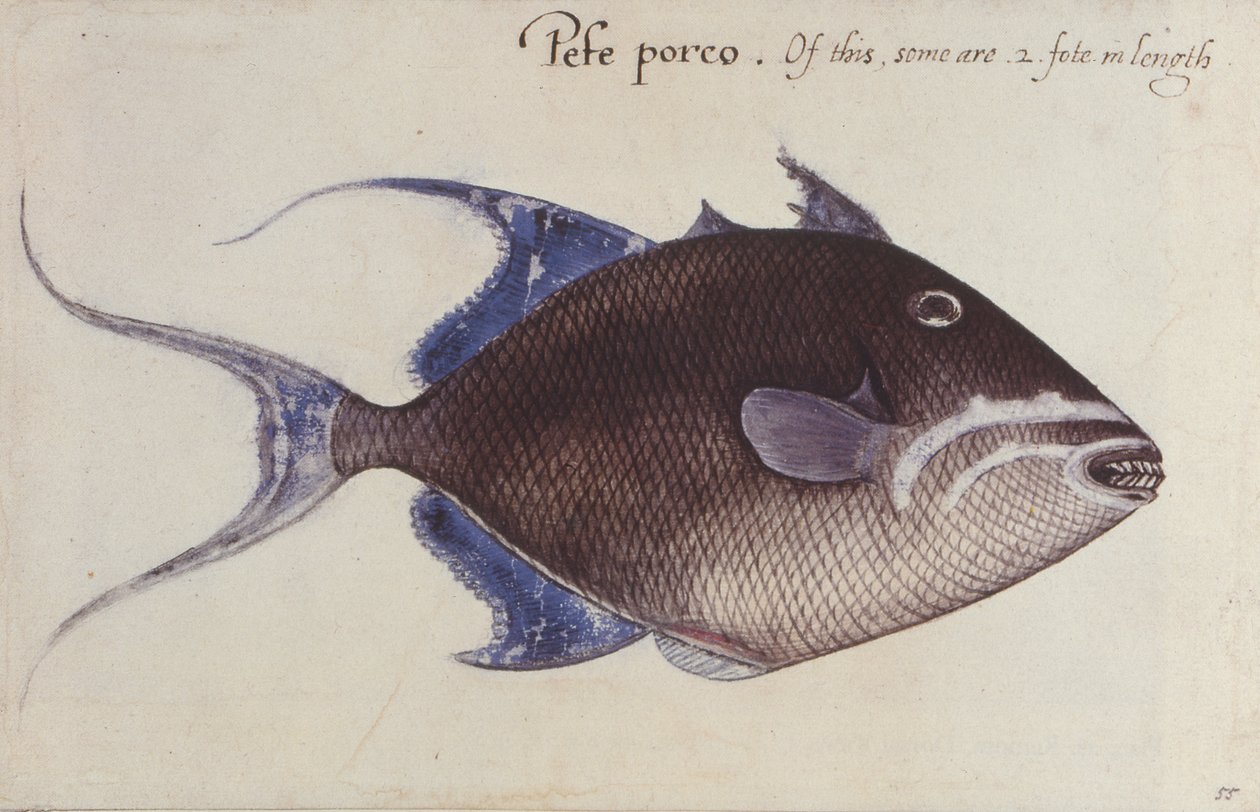 Trigger-Fish od John White