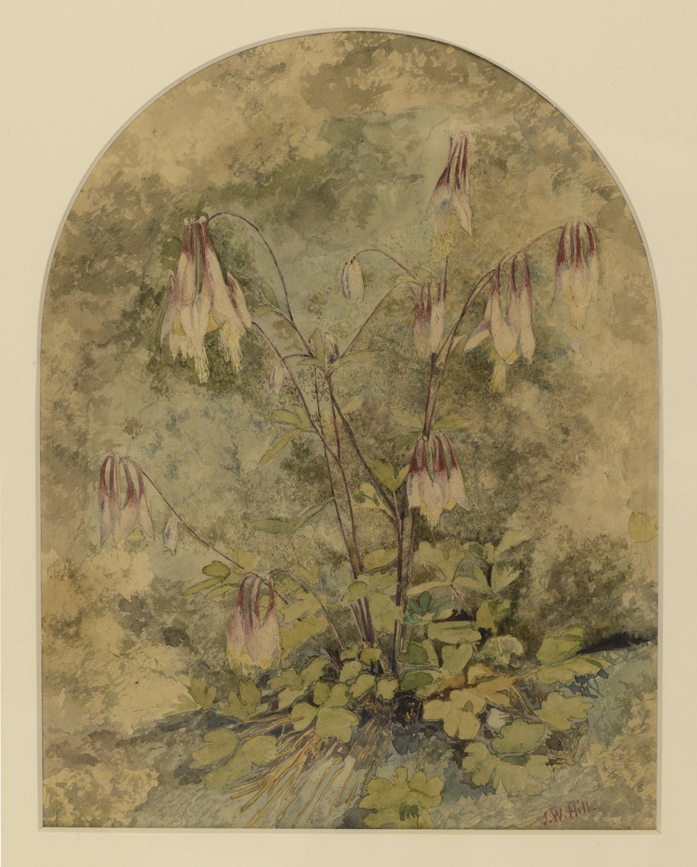 Wildflowers (wc na papíře) od John William Hill