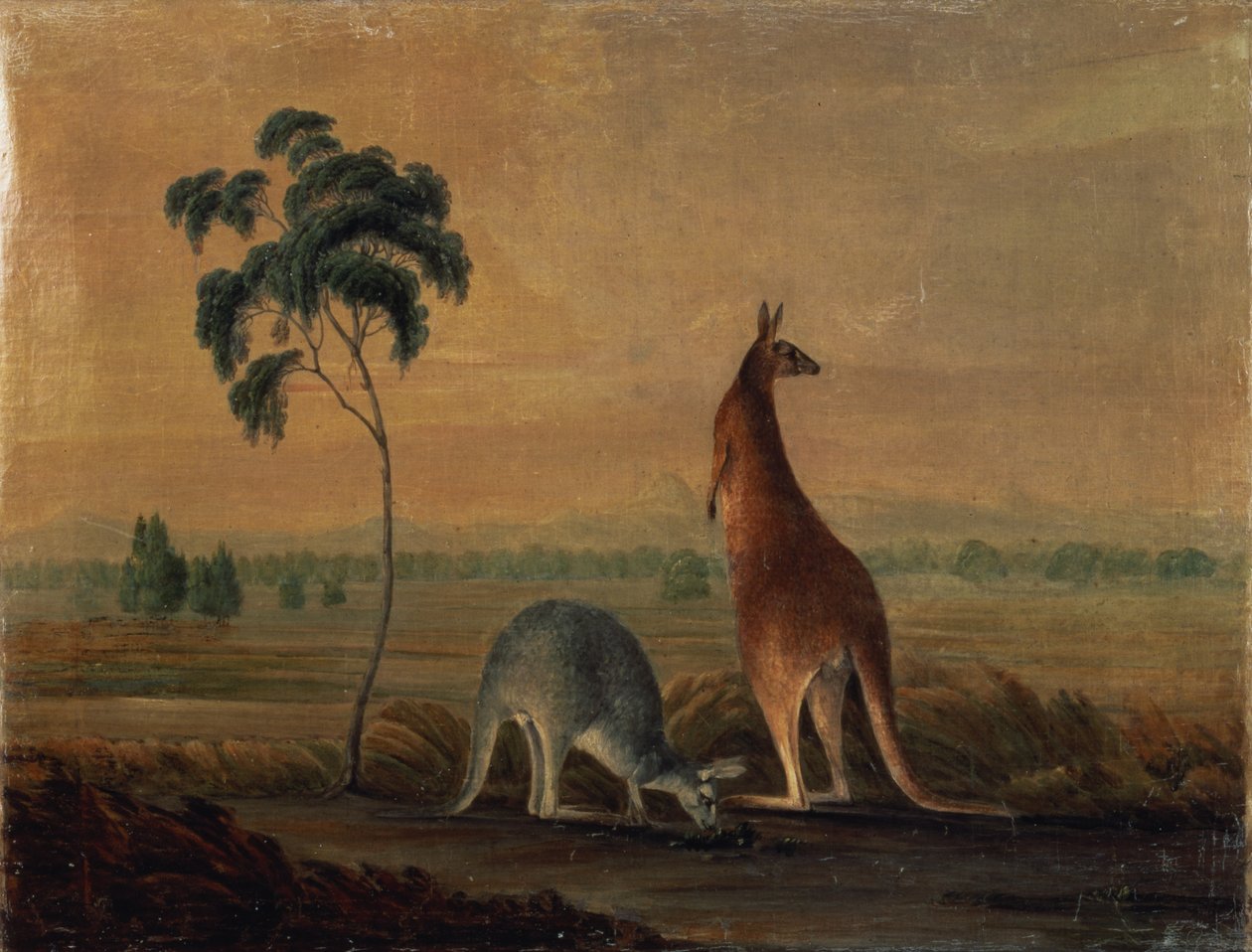 Klokani v krajině, c.1819 od John William Lewin