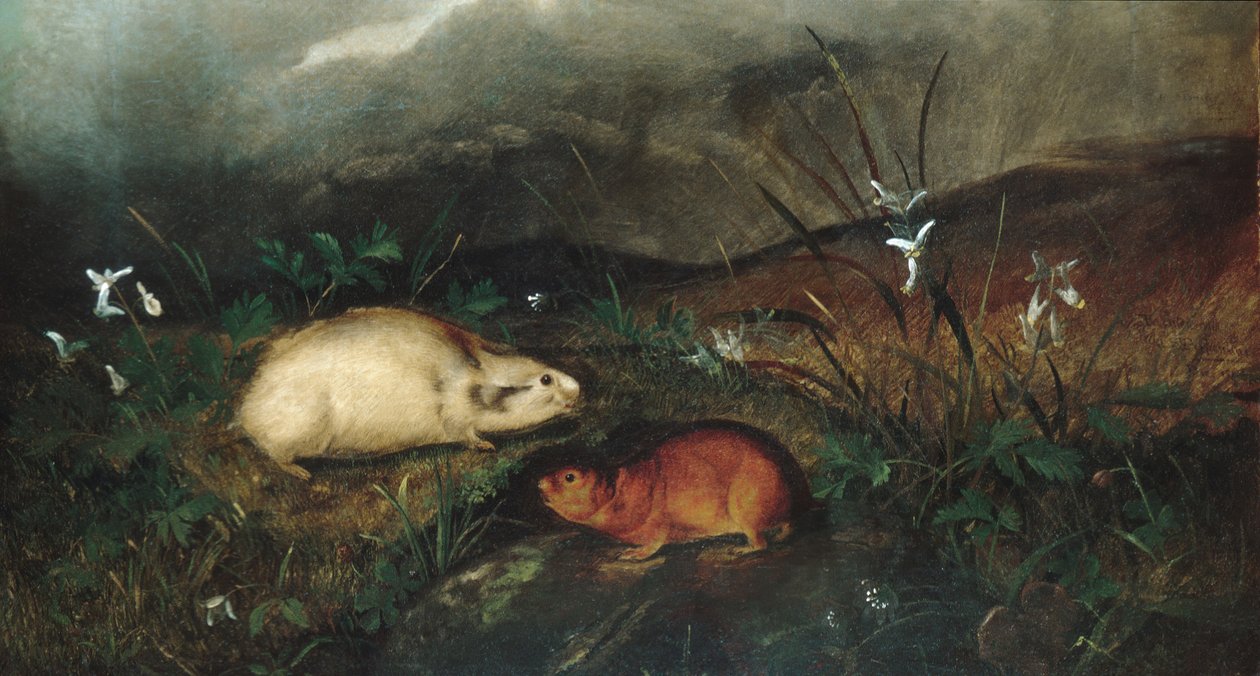 Hudsons Bay Lemming, 1846. od John Woodhouse Audubon