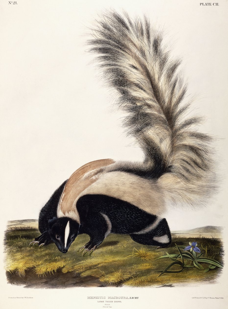 Skunk s velkým ocasem, 1846 od John Woodhouse Audubon