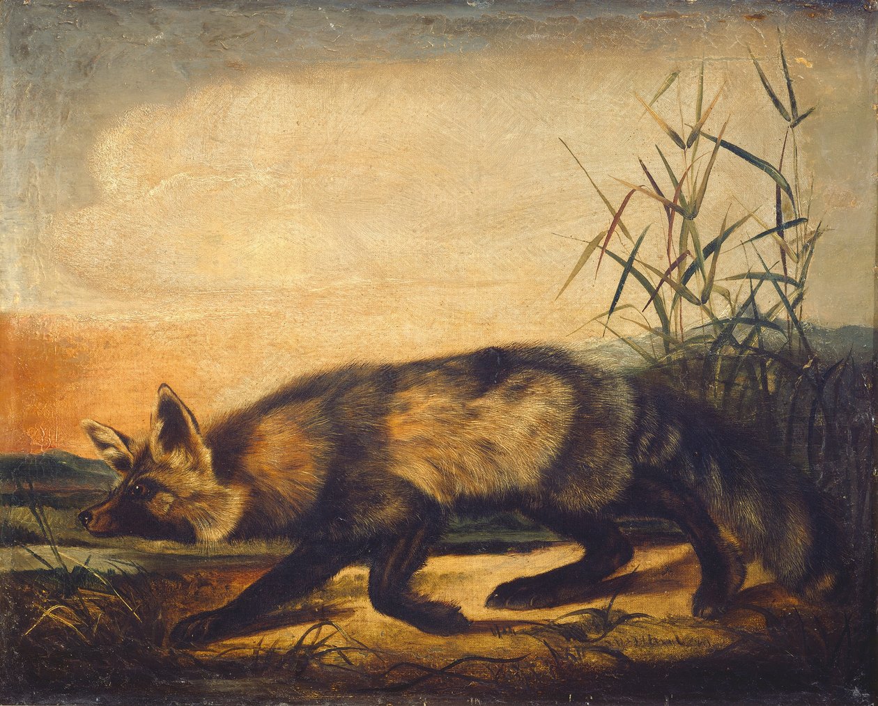 Long-tailed Red Fox, 18481854. od John Woodhouse Audubon