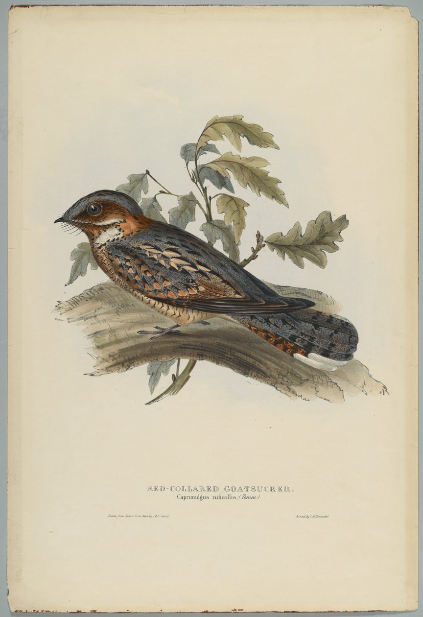 Caprimulgus Ruficollis od John after Gould