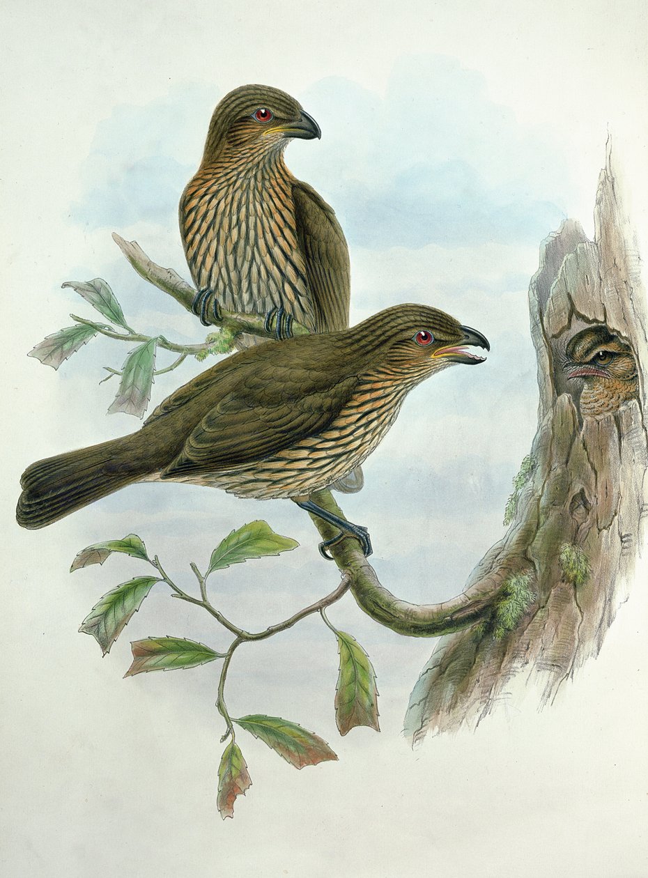 Ailuroedus Dentirostris, kočkodan zubatý od John and Hart, William Gould