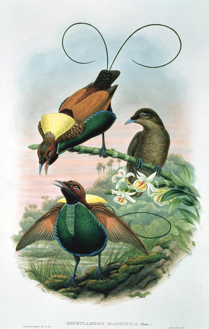 Diphyllodes magnificus od John and Hart, William Gould