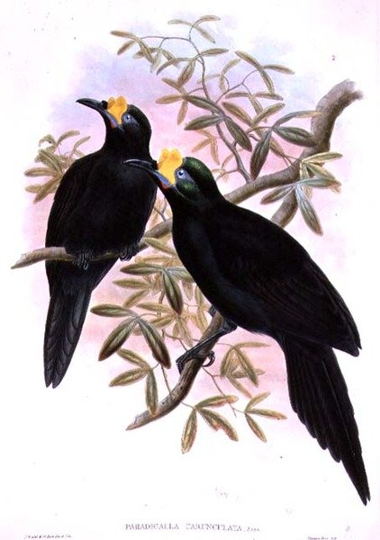 Paradigalla carunculata od John and Hart, William Gould