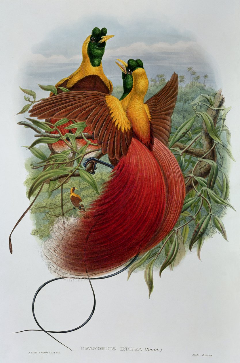 Uranornis Rubra od John and Hart, William Gould