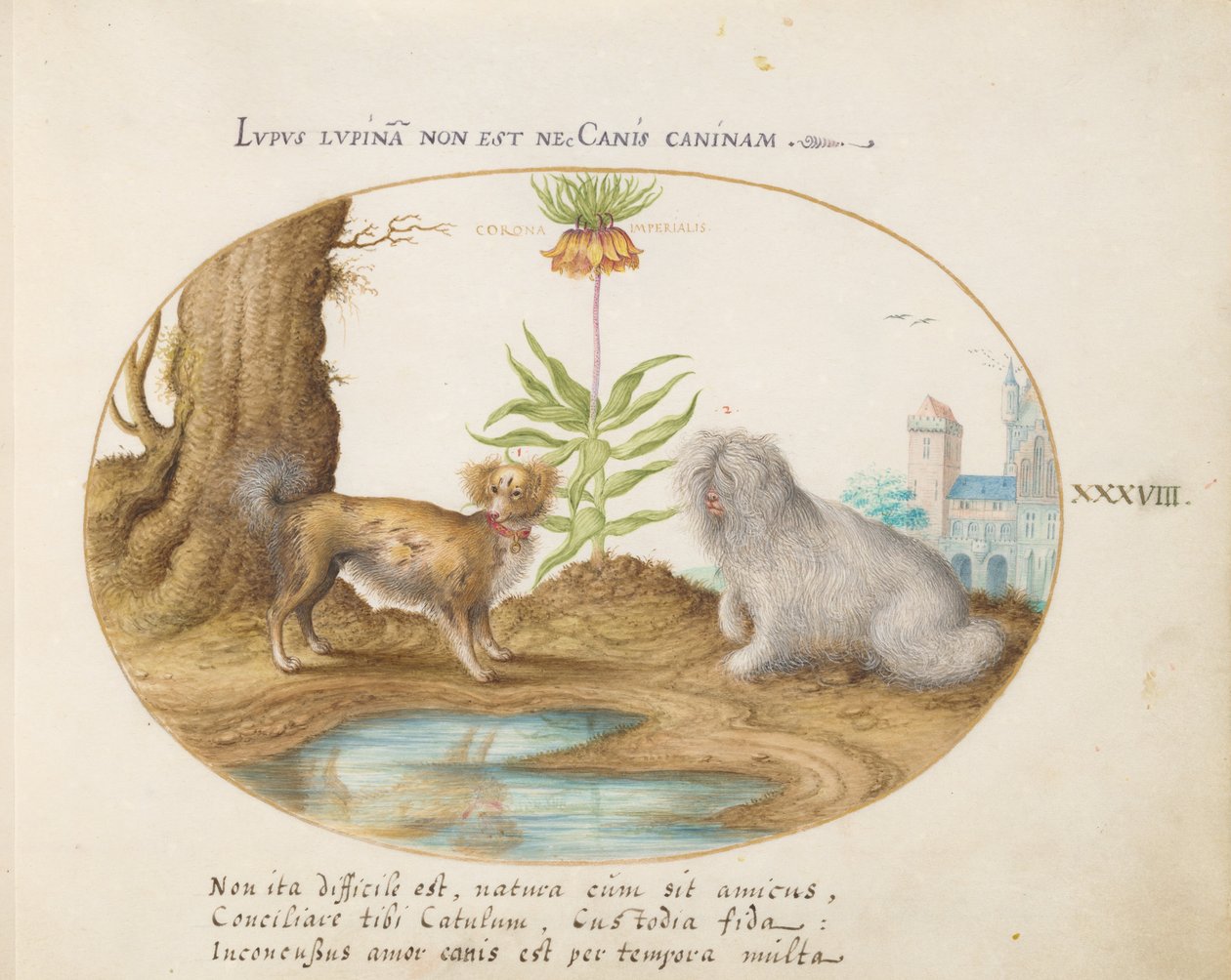 Animalia Aqvatilia et Cochiliata (Aqva) - Deska XXXVIII od Joris Hoefnagel