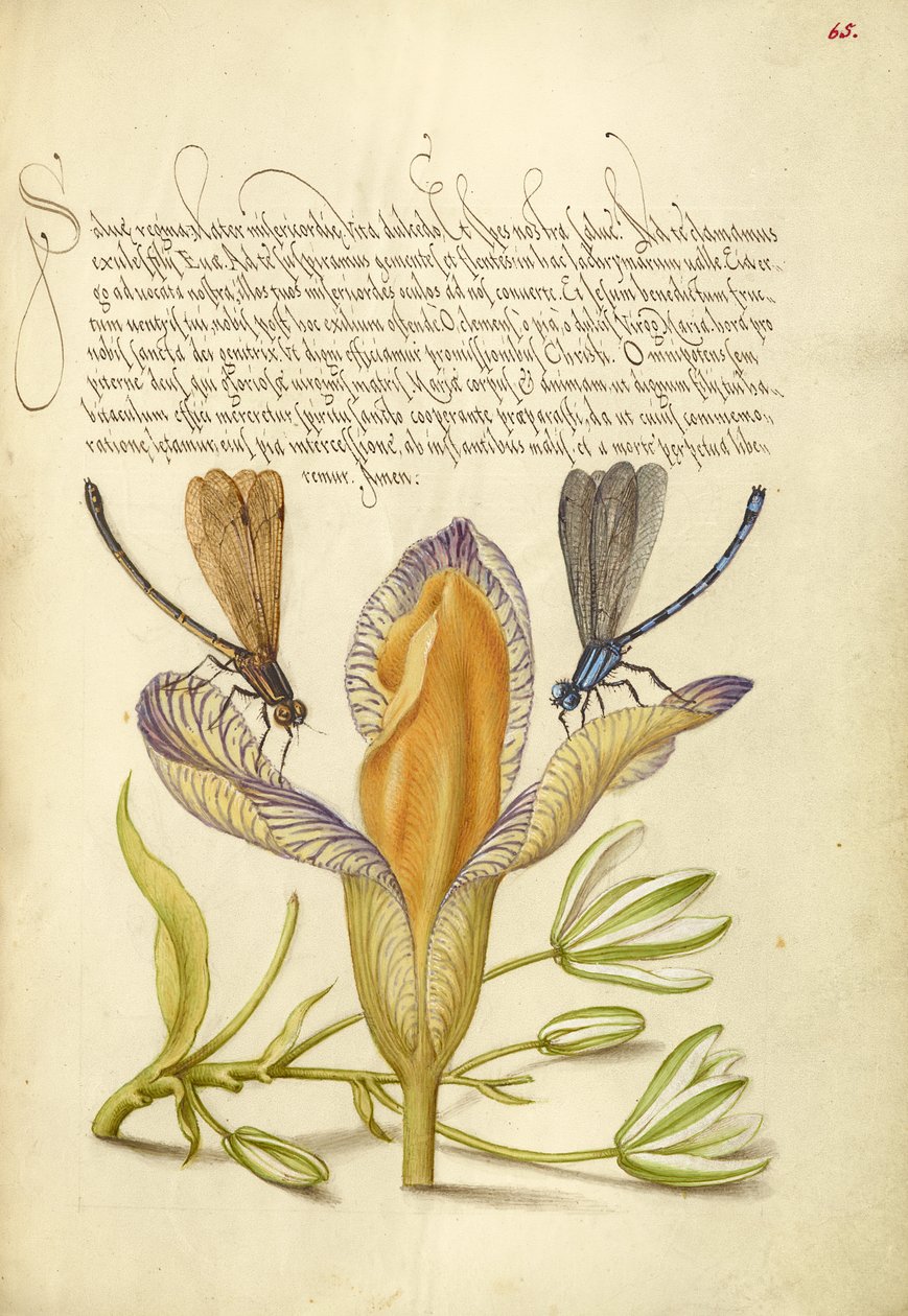 Damselflies, Spanish Iris a Star-of-Bethlehem od Joris Hoefnagel