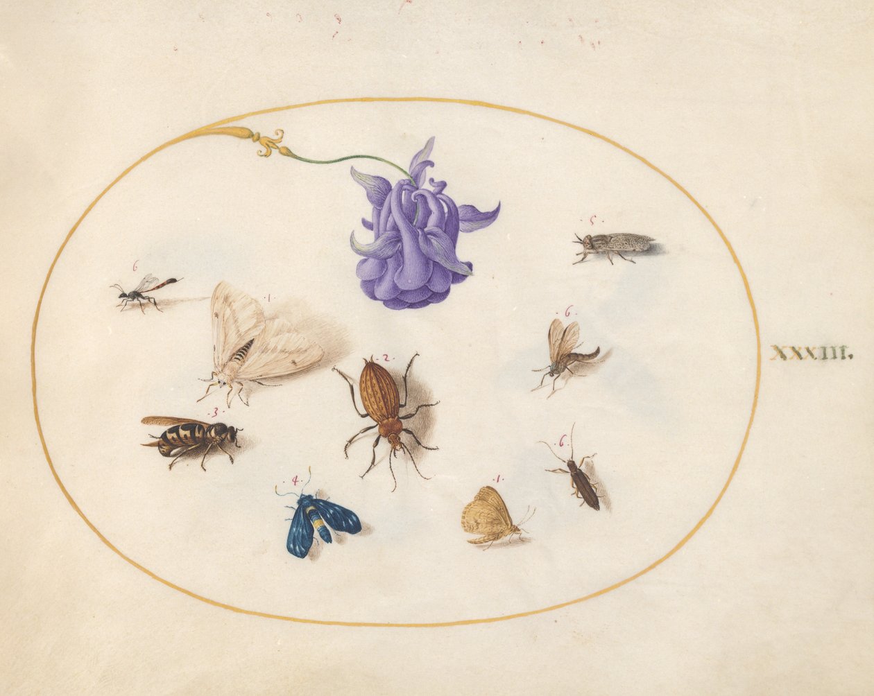 Hmyz, kolem 1575-80 od Joris Hoefnagel