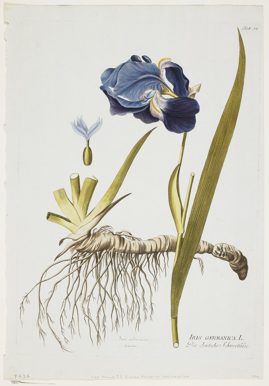 Iris Germanica, z knihy Icones Plantarum Medicinalium, 1788-1812 (ručně kolorovaná rytina) od Joseph Jacob Plenck