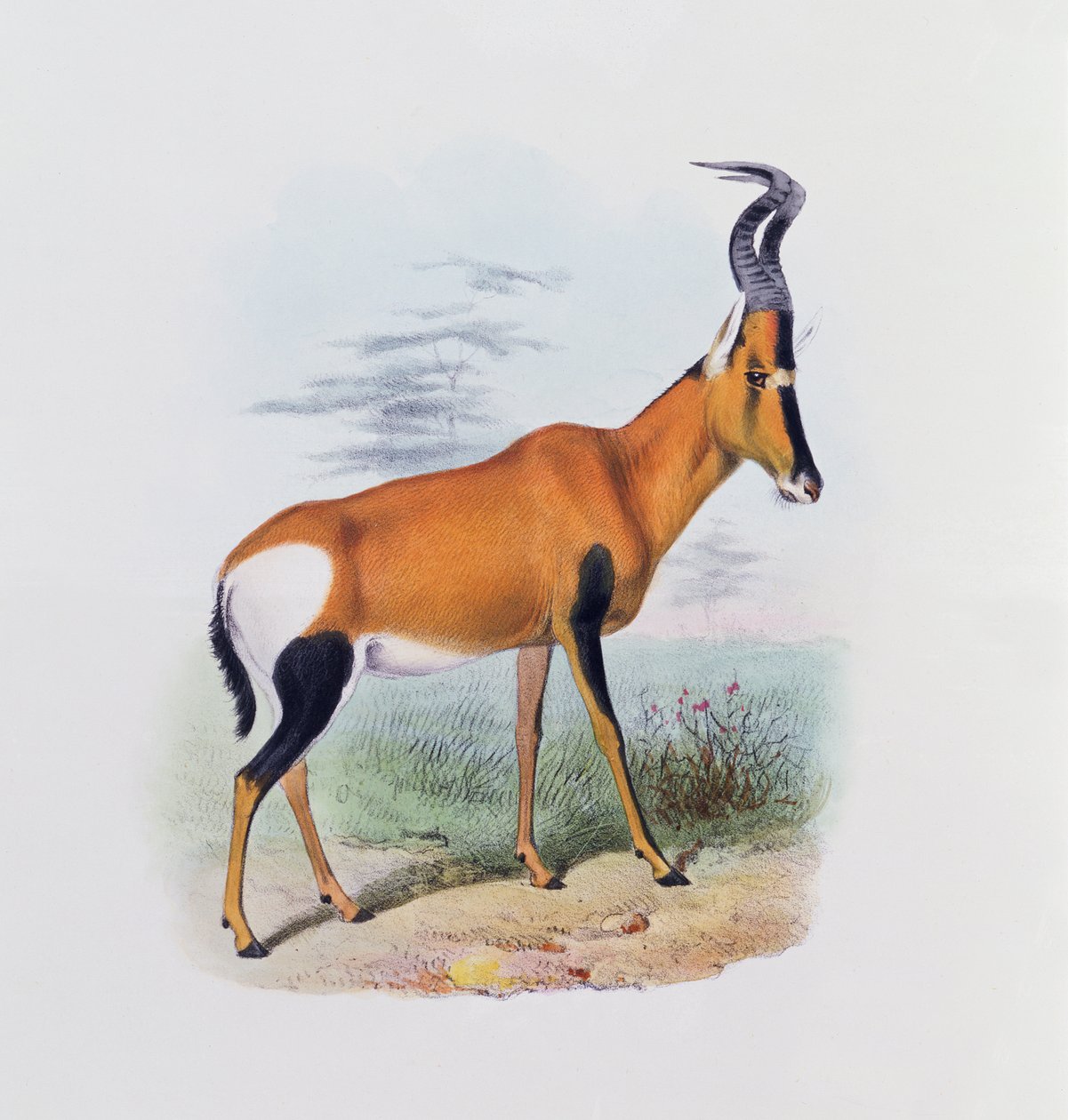 Antilopa, z 