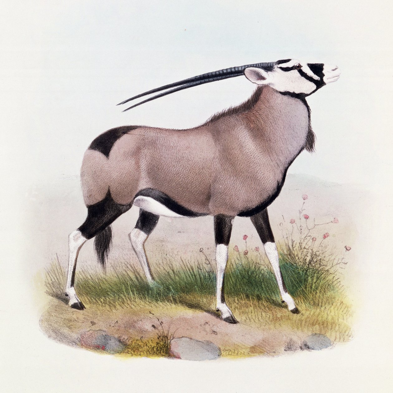 Gemsbok, z 