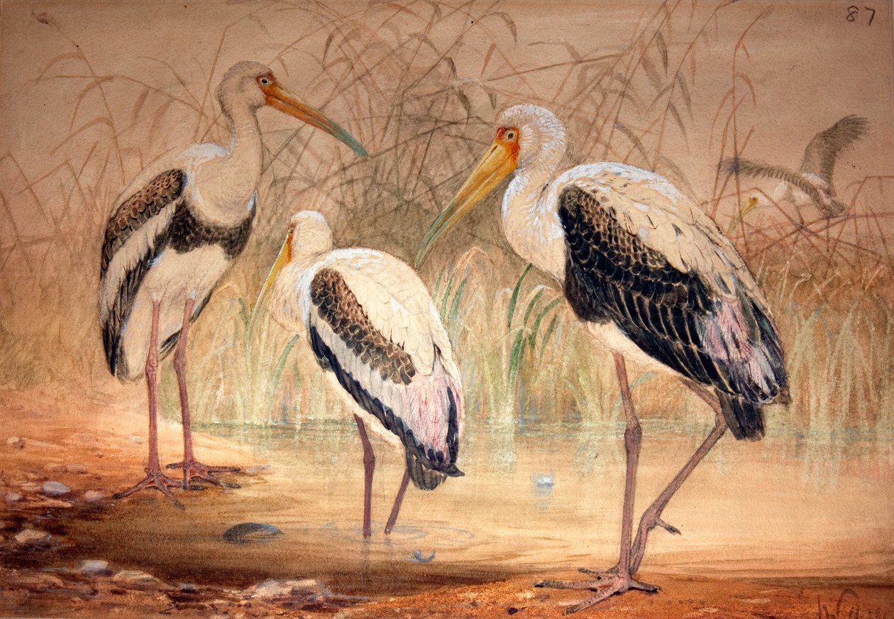 Tantalus africký (Pseudotantalus ibis), 1856-67 (wc a tužka na papíře) od Joseph Wolf