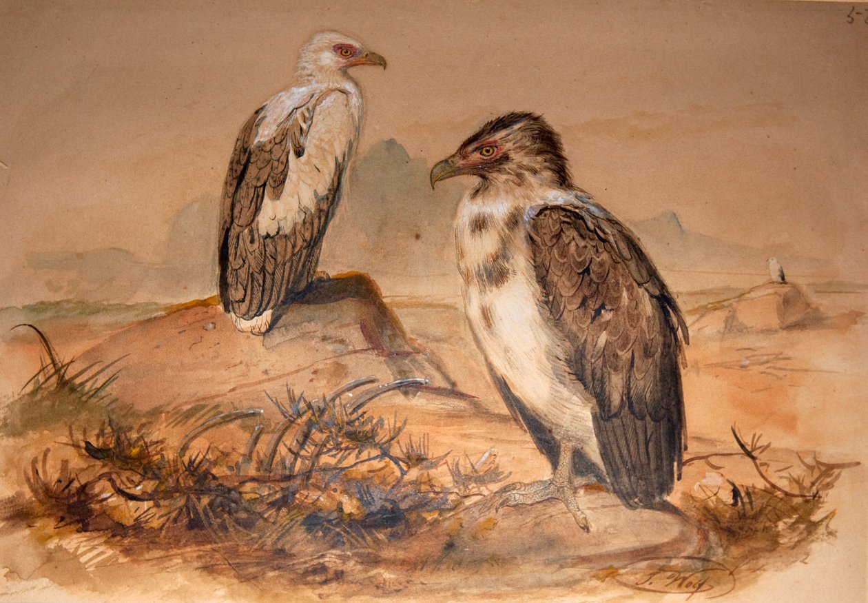 Sup angolský (Gypohierax angolensis), 1856-67 od Joseph Wolf