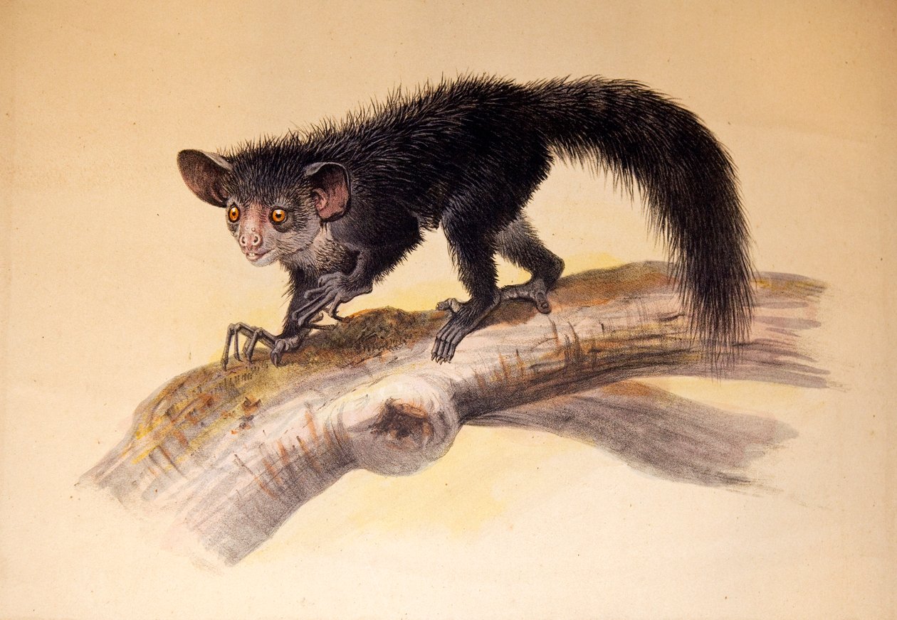 A-A, 1861 od Joseph Wolf