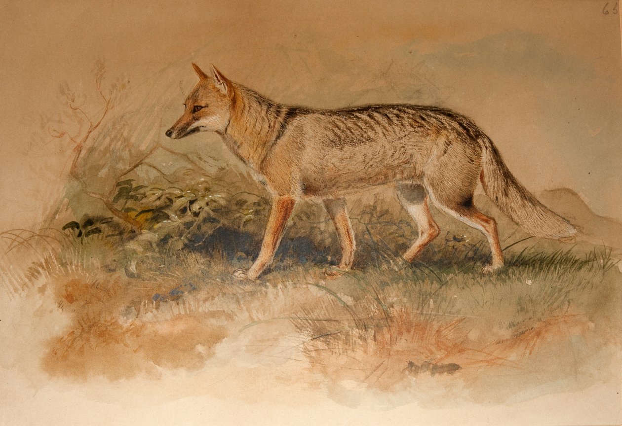 Liška Azara - Canis azarae od Joseph Wolf