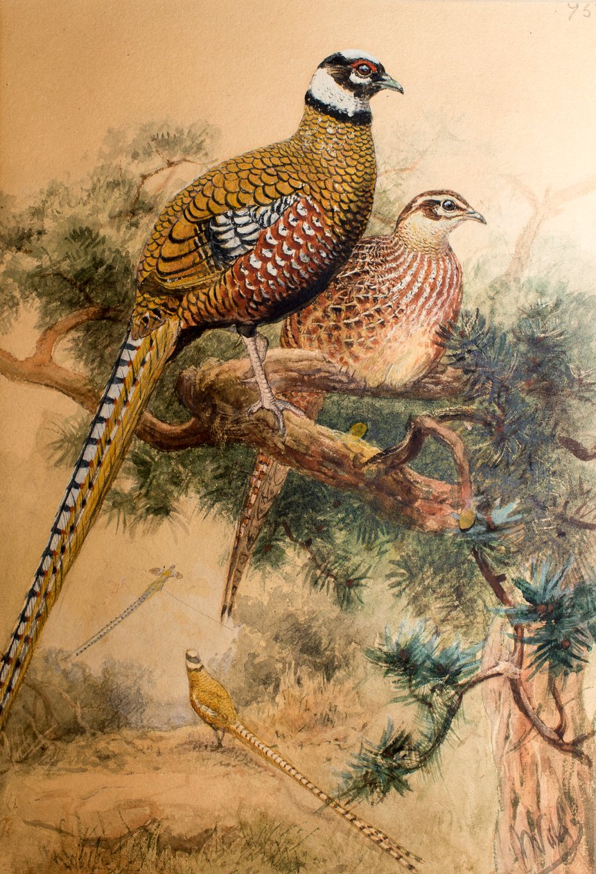 Bažant obecný (Phasianus reevesi), 1852-54 od Joseph Wolf