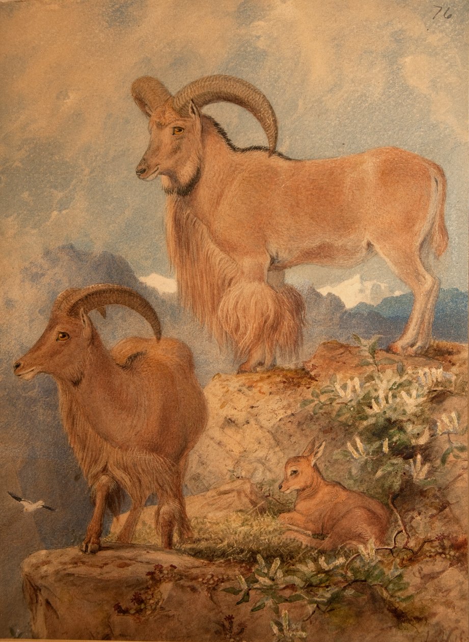 Barbary divoké ovce od Joseph Wolf