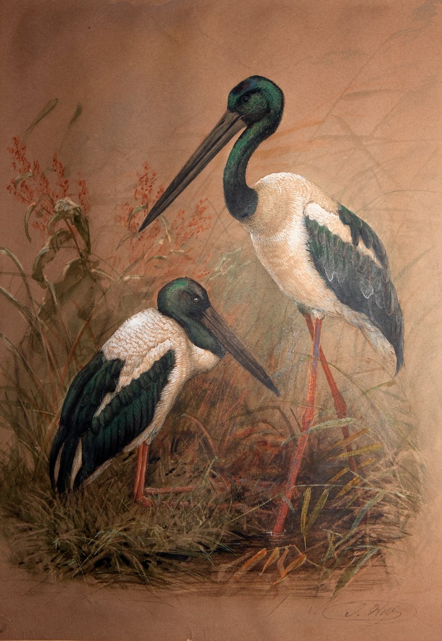 Čáp černokrký (Xenorhynchus australis), 1856-67 od Joseph Wolf