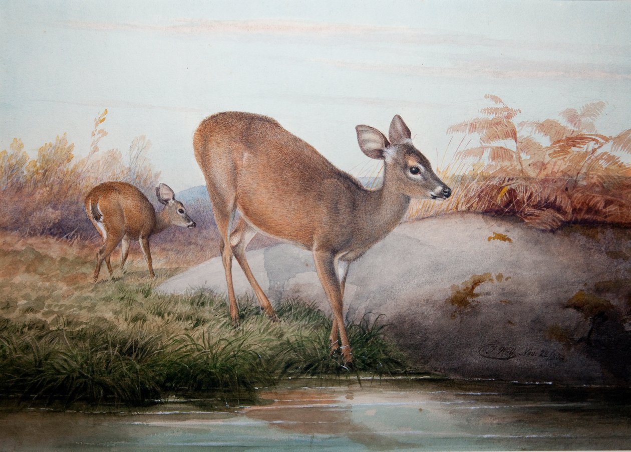 Kalifornský jelen, kolem roku 1850 od Joseph Wolf