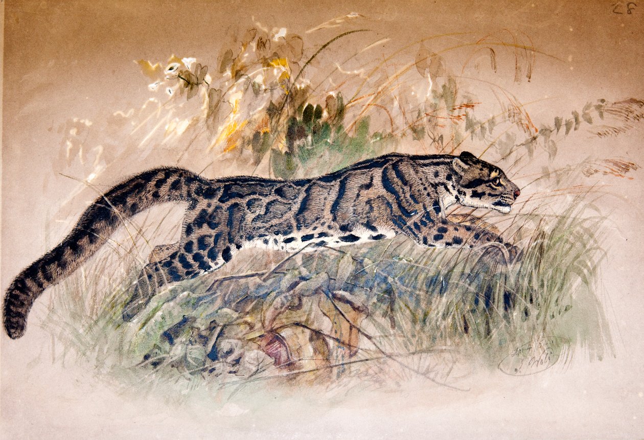 Leopard obláčkový, 1851-69 od Joseph Wolf