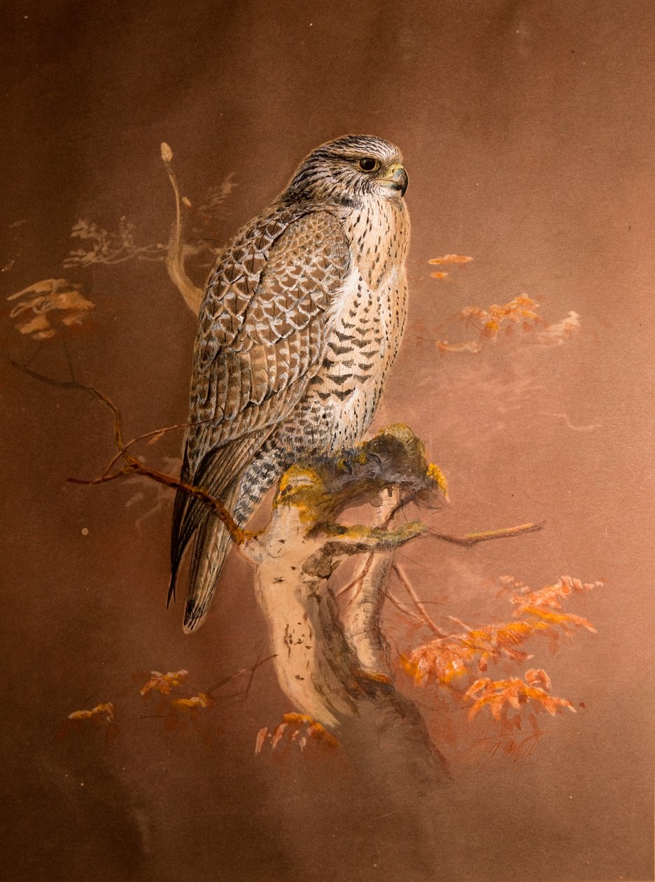 Island Falcon (Hierofalco islandus), 1856-67 (wc a tužka na papíře) od Joseph Wolf