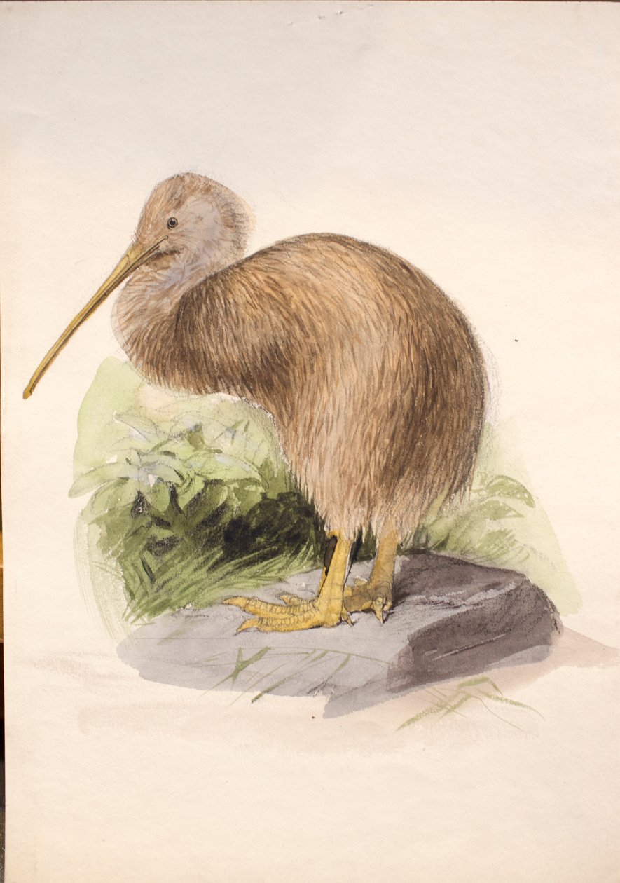 Kiwi, kolem roku 1850 od Joseph Wolf