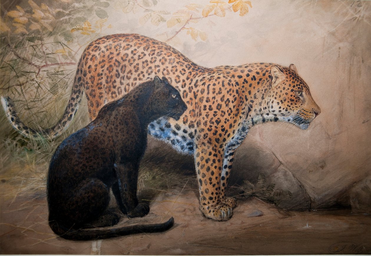 Leopardi, 1851-69 od Joseph Wolf