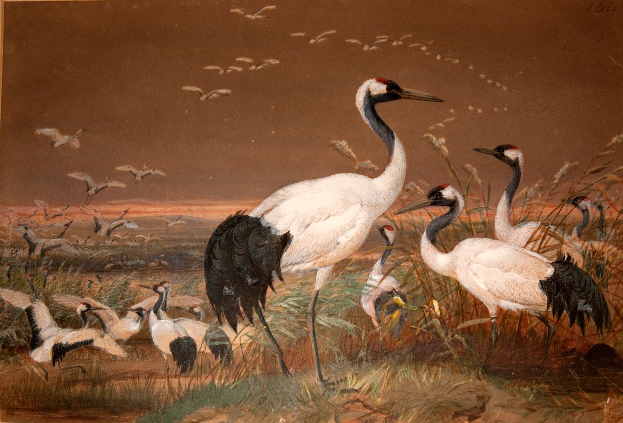 Jeřáb mandžuský (Grus viridirostris), kolem 1851-76 (wc a tužka na papíře) od Joseph Wolf