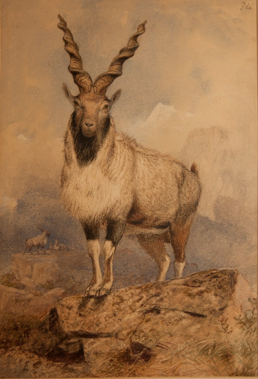 Markhoor od Joseph Wolf