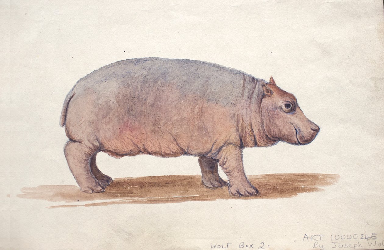 Obaysch, kolem roku 1850 od Joseph Wolf