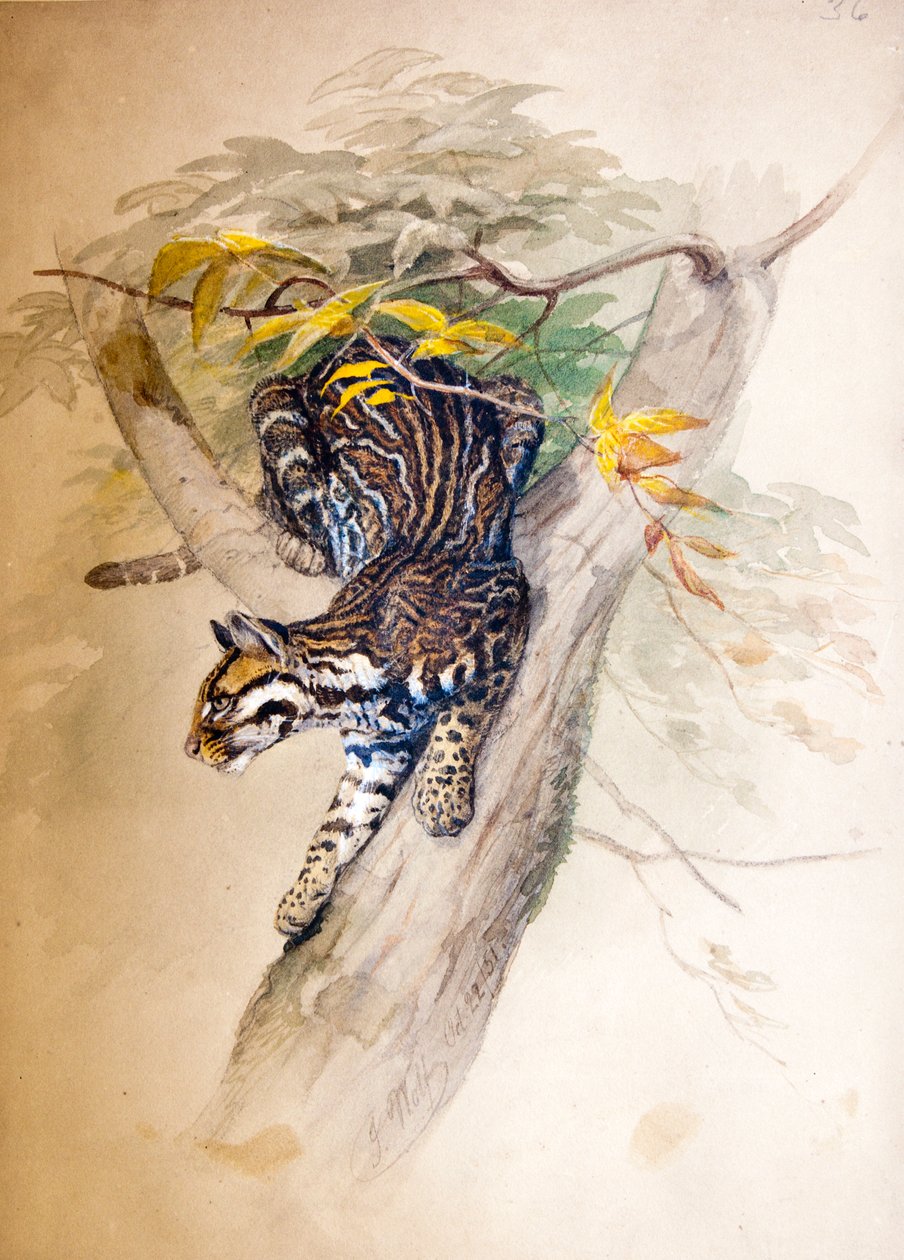 Ocelot, 1851-52 od Joseph Wolf
