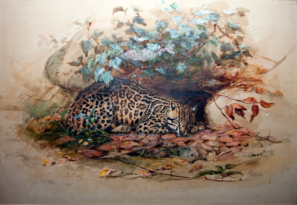 Ocelot, 1851-52 od Joseph Wolf