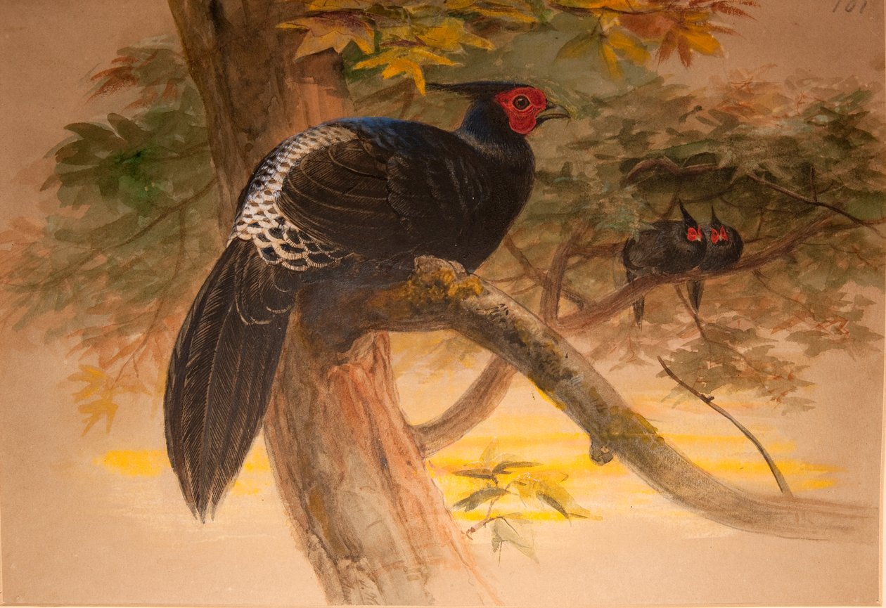 Purple Kaleege (Euplocamus horsfieldi), kolem 1851-76 (wc a tužka na papíře) od Joseph Wolf