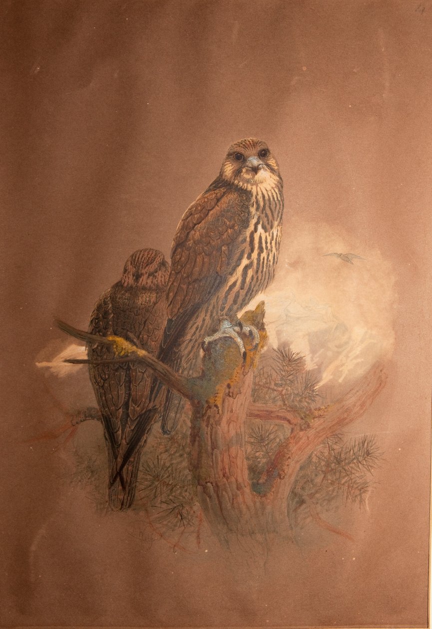 Raroh (Falco sacer), 1856-67 od Joseph Wolf