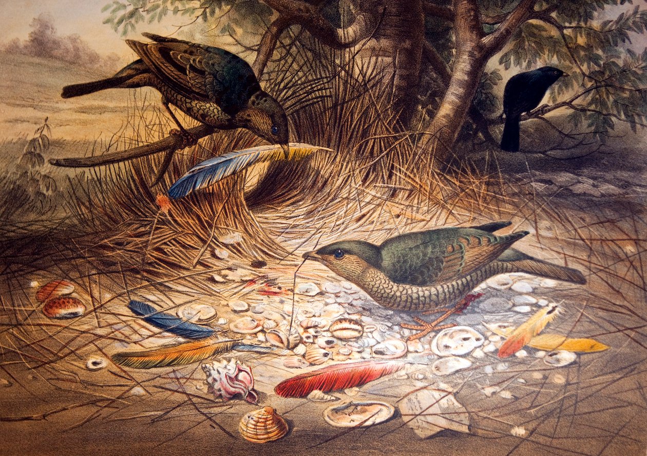 Satin Bowerbird, 1861 od Joseph Wolf