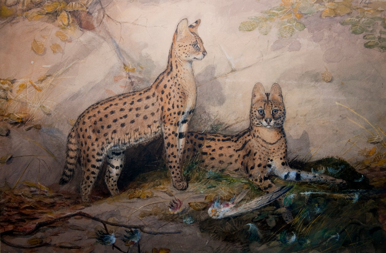 Serval, 1851-1869 od Joseph Wolf