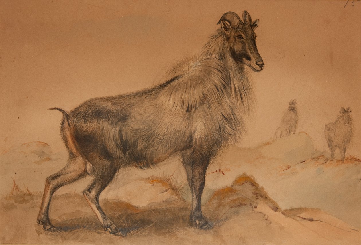 Thar od Joseph Wolf