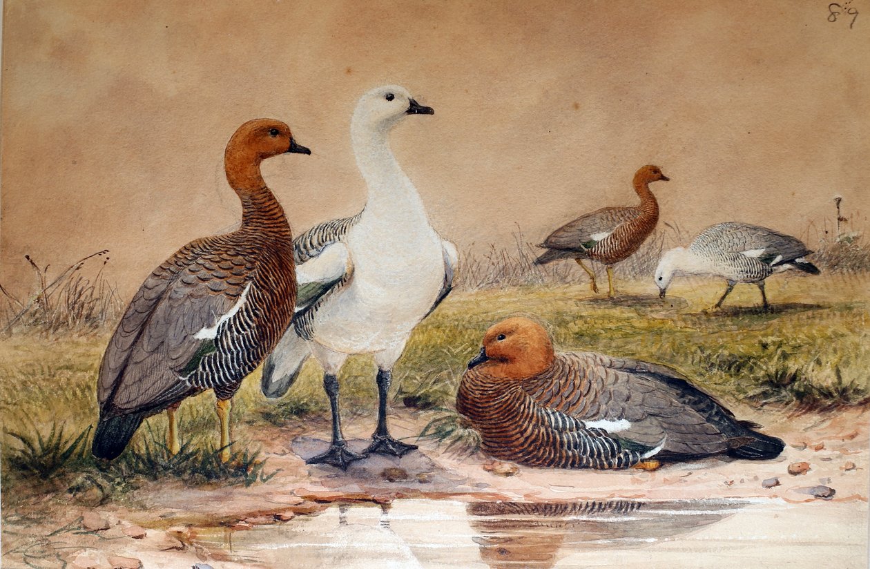 Husa horská (Bernicla magellanica), 1852-54 od Joseph Wolf