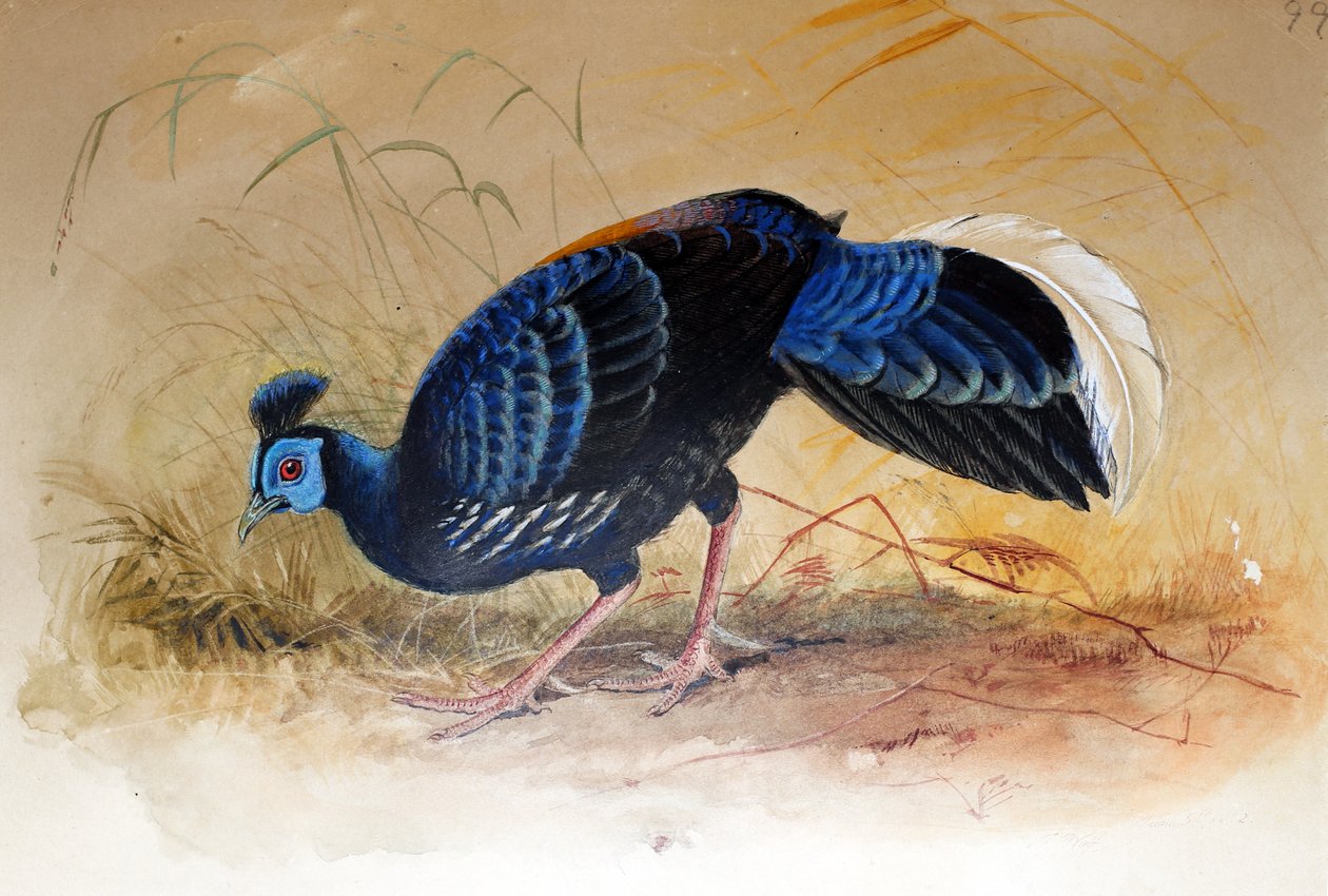 Vieillotův Fireback (Euplocamus vieuxoti), 1852-54 od Joseph Wolf