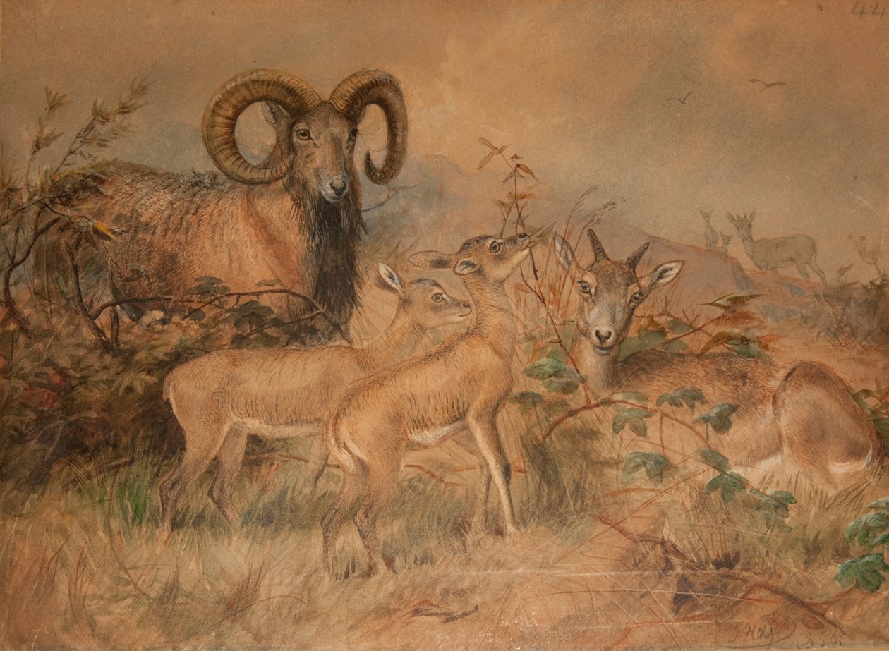 Vignova divoká ovce, 1858 od Joseph Wolf